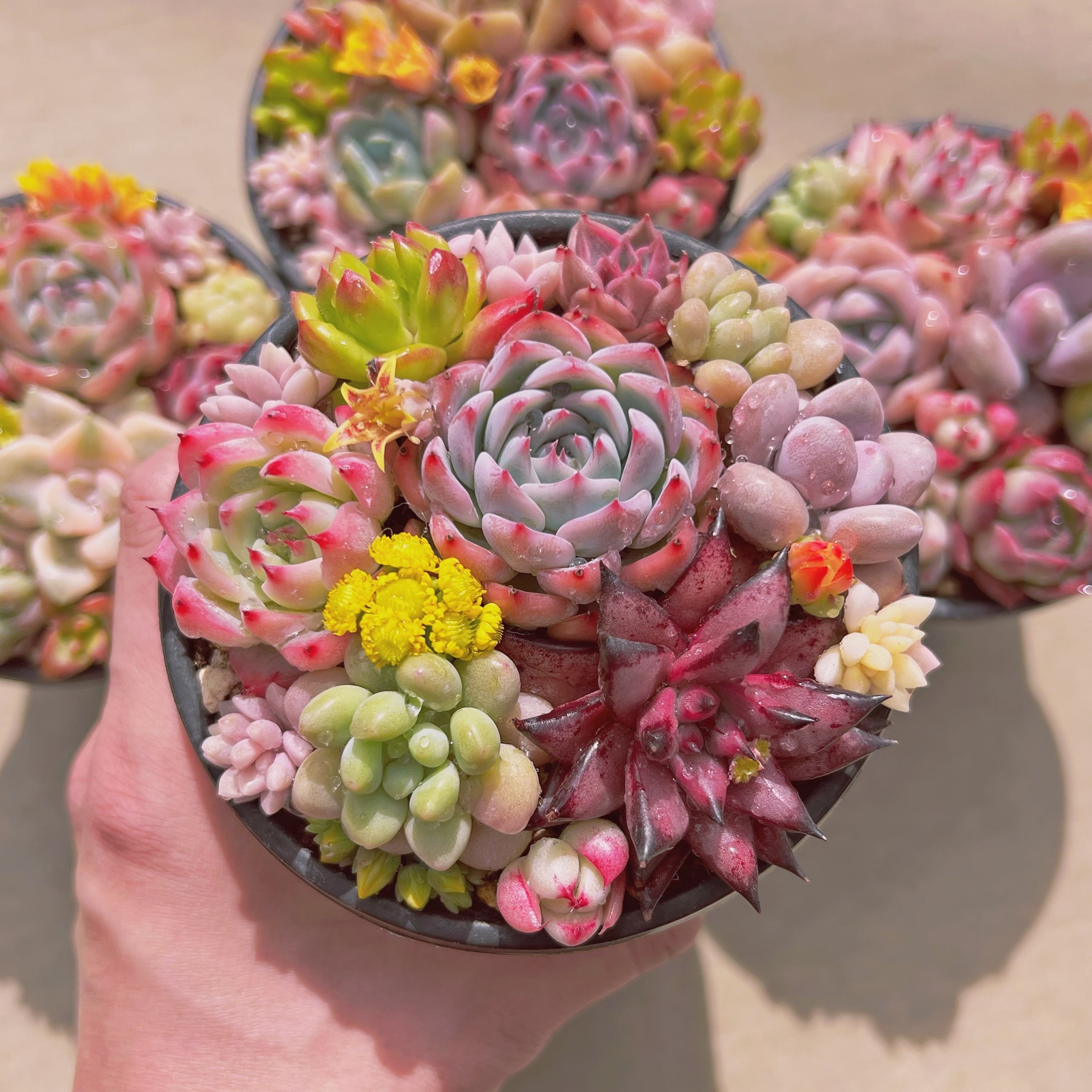 セットB(るる農園base販売会)