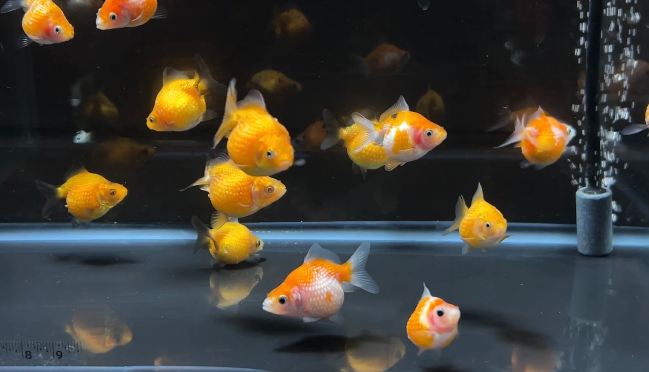 藤本様作 ピンポンパール 1匹 【金魚】 | アクアヒーリング プレアデス
