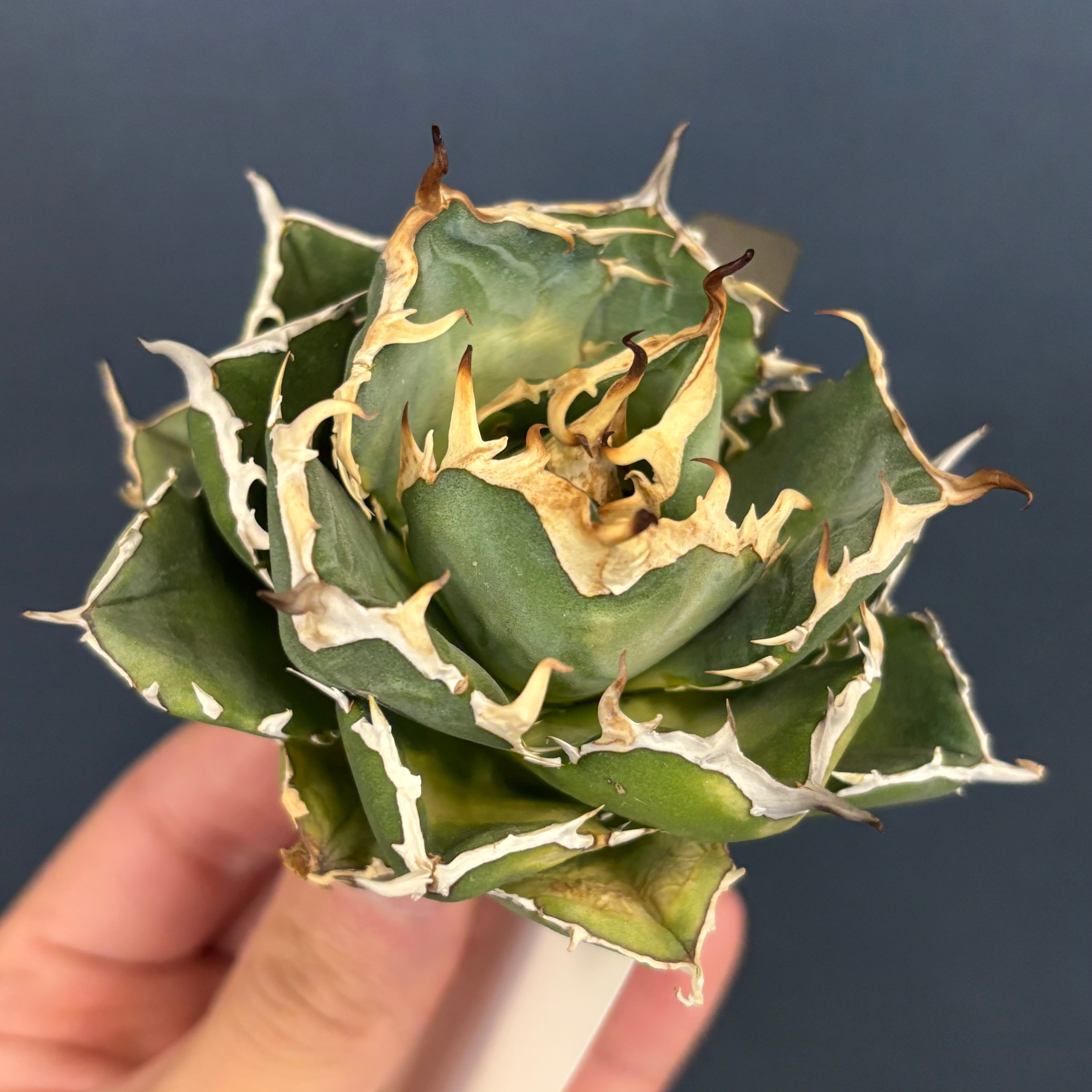 多肉植物 | PROTOLEAF プロトリーフ