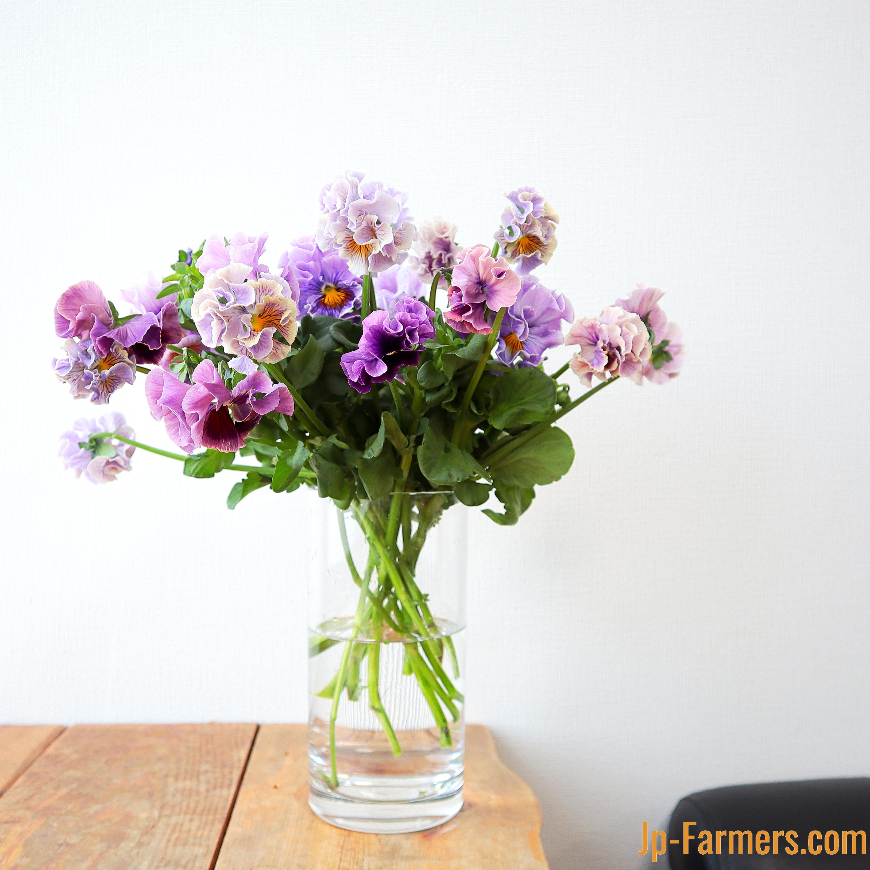 みやび花園のパンジー 粋（フリル咲） 10本 | 新鮮お花問屋 Jp-Farmers.com