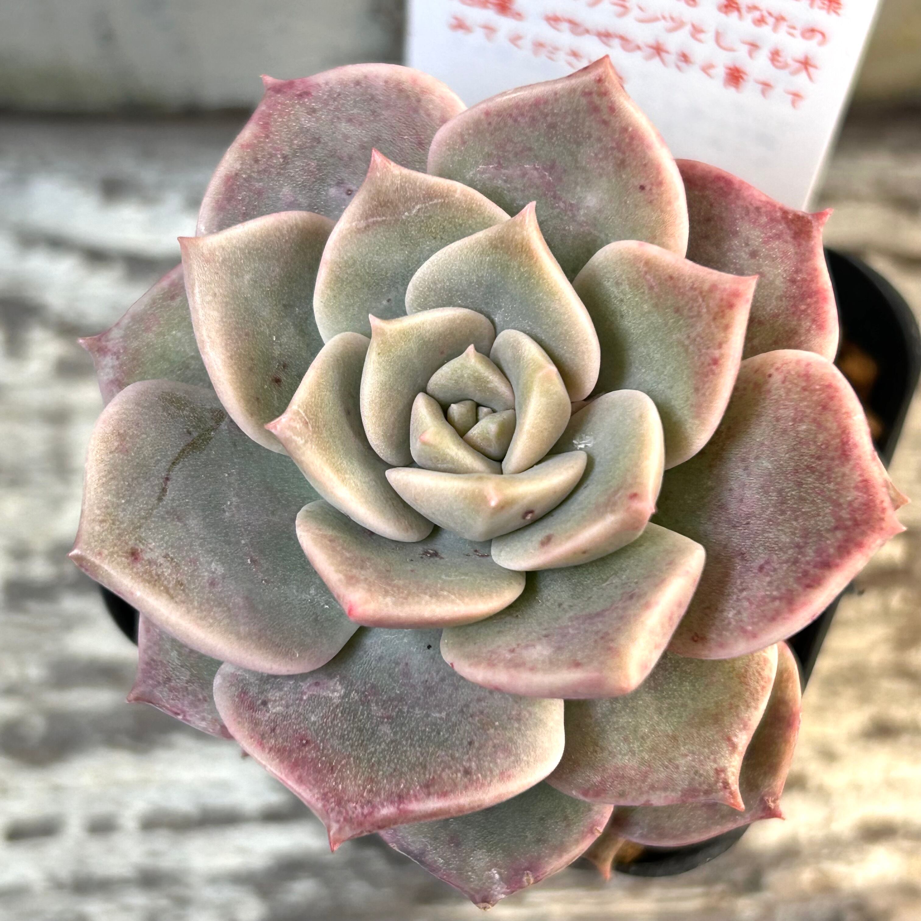 アルバビューティー大群生