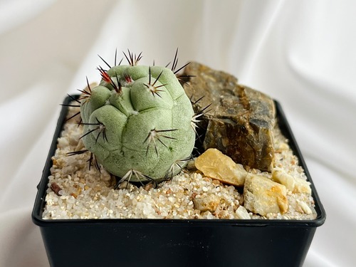 Ortegocactus macdougallii　オルテゴカクタス　マクドガリー　サボテン