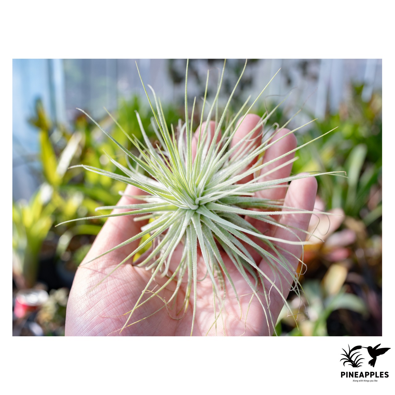 Tillandsia magnusiana forma. alba 【現品】 - 2