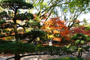 紅葉が美しい和風庭園の秋の風景