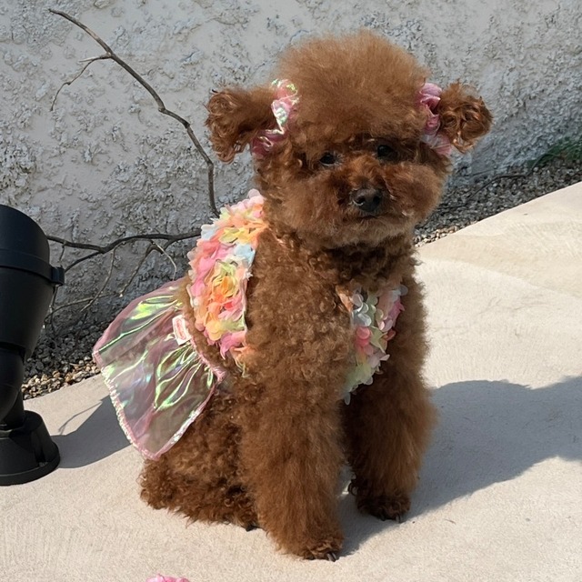 【予約】[tak!tak!tak!tak!] festival series two piece（pink）