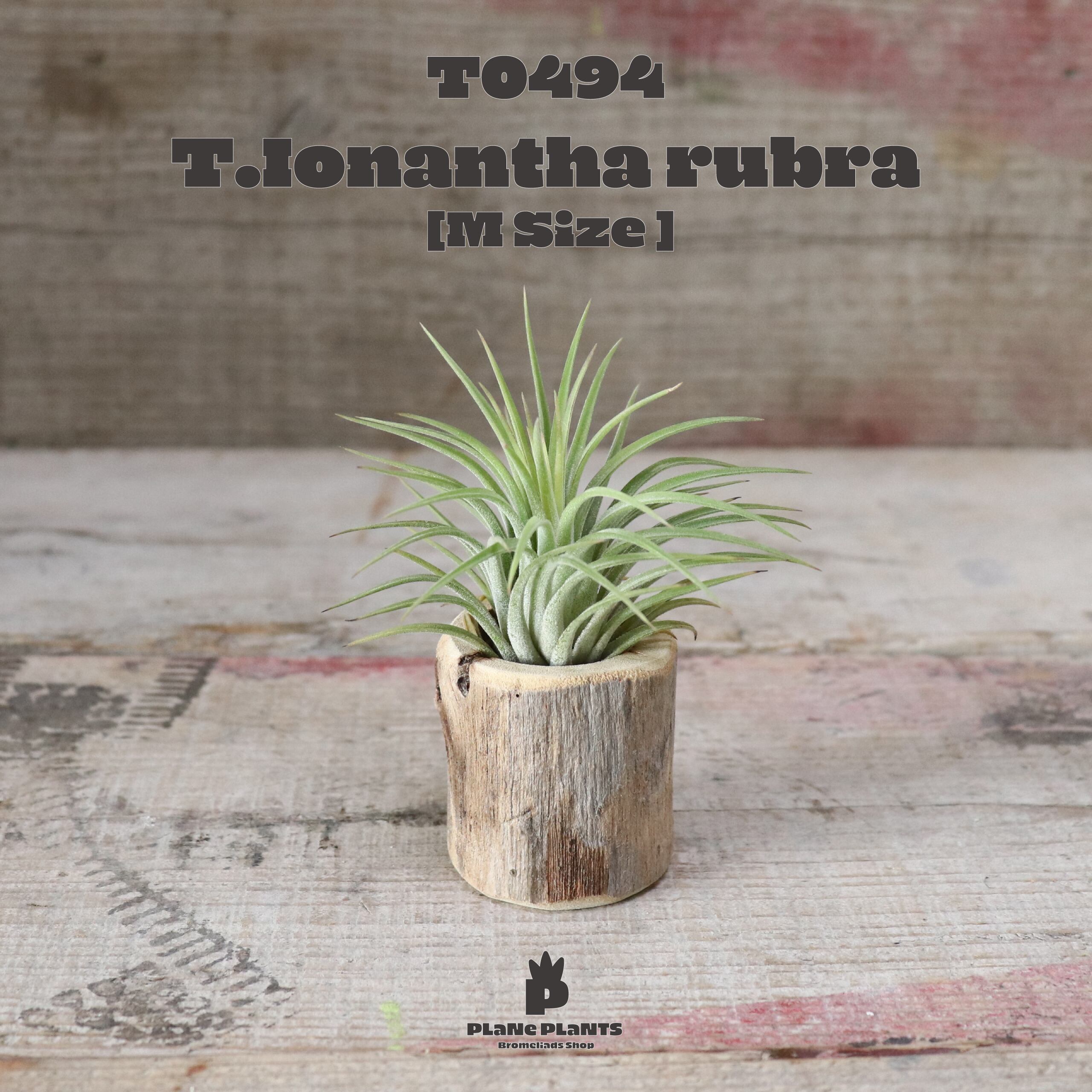 【送料無料】イオナンタ・ルブラ M〔エアプランツ〕現品発送T0494