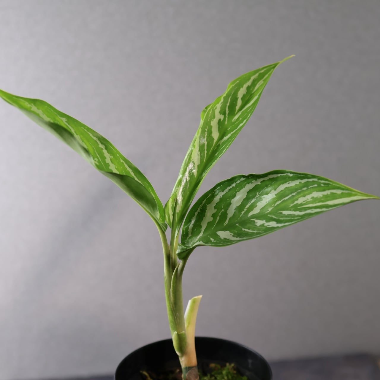 アグラオネマ ニチドゥム カーティシー 映画レオン アグラオネマ カーティシーNo.0 アグラオネマ・カーティシー