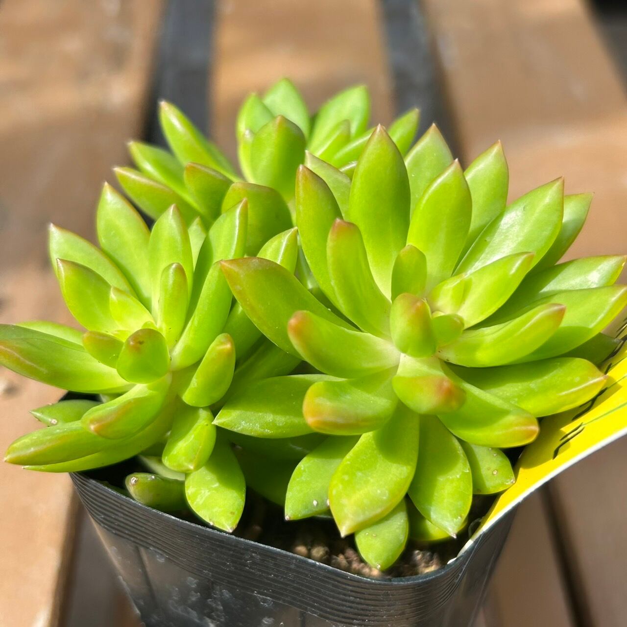 サンライズマム | RuPo 多肉植物専門店