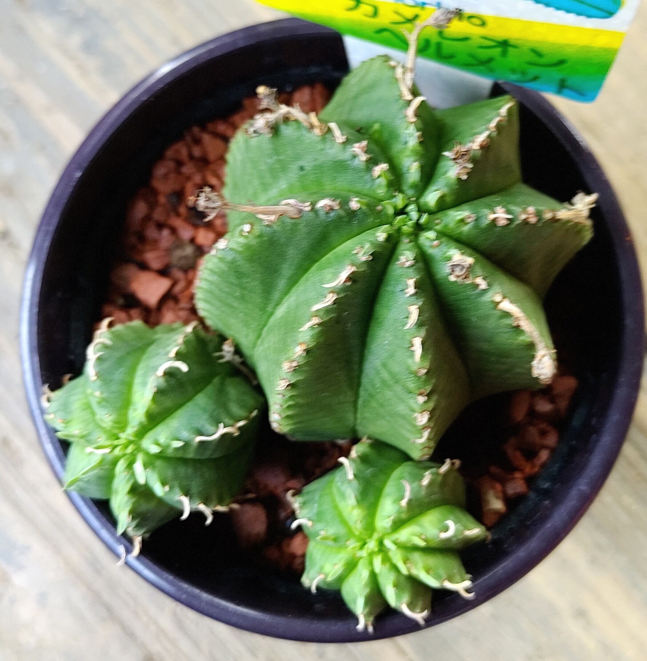 T)カメレオンヘルメット | RuPo 多肉植物専門店