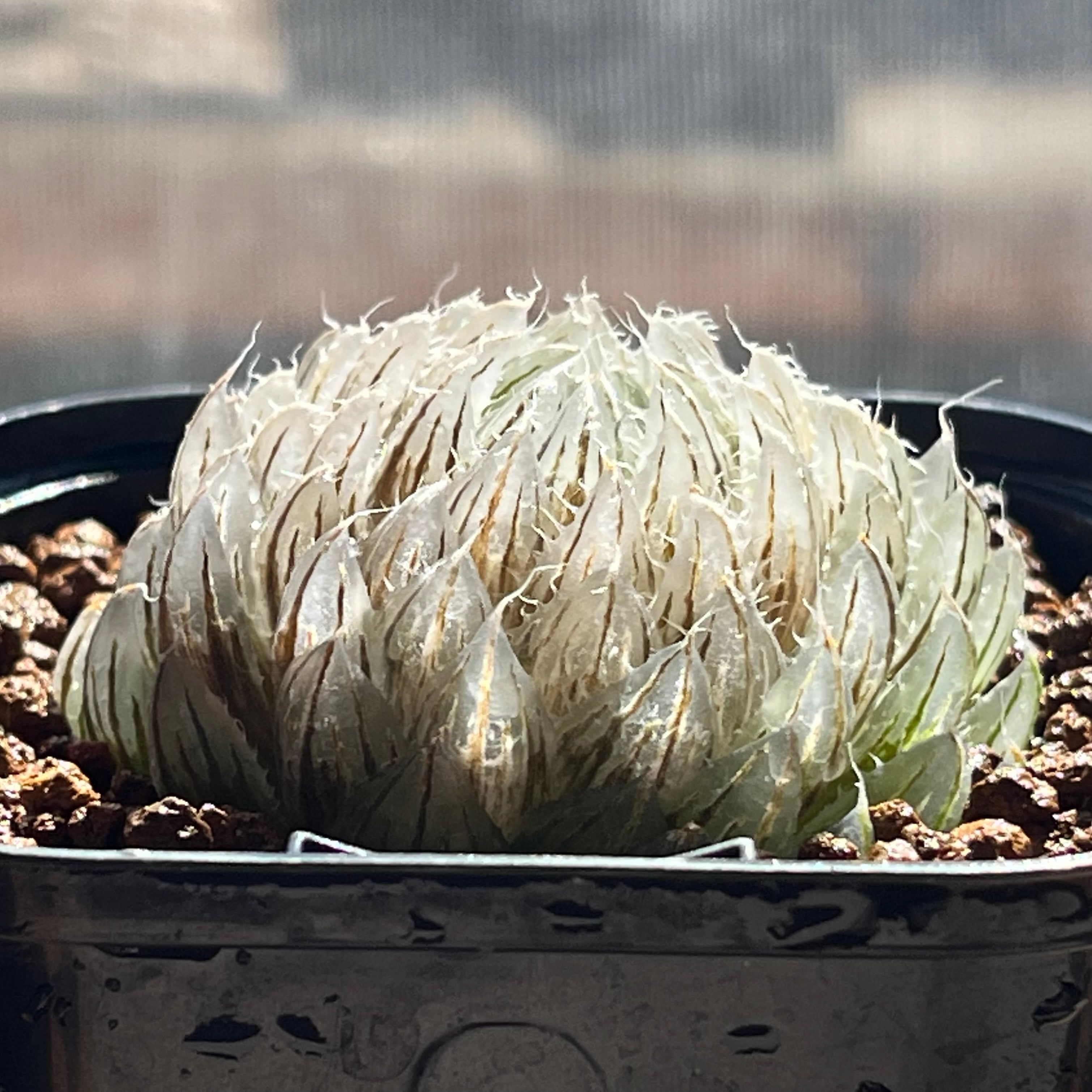 ハオルチア 翠雲錦 | mocono_plants