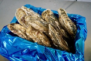 昆布の森の牡蠣『北海道仙鳳趾産 殻付き牡蠣』2Lサイズ（250g以上／個） 小箱（約15個）