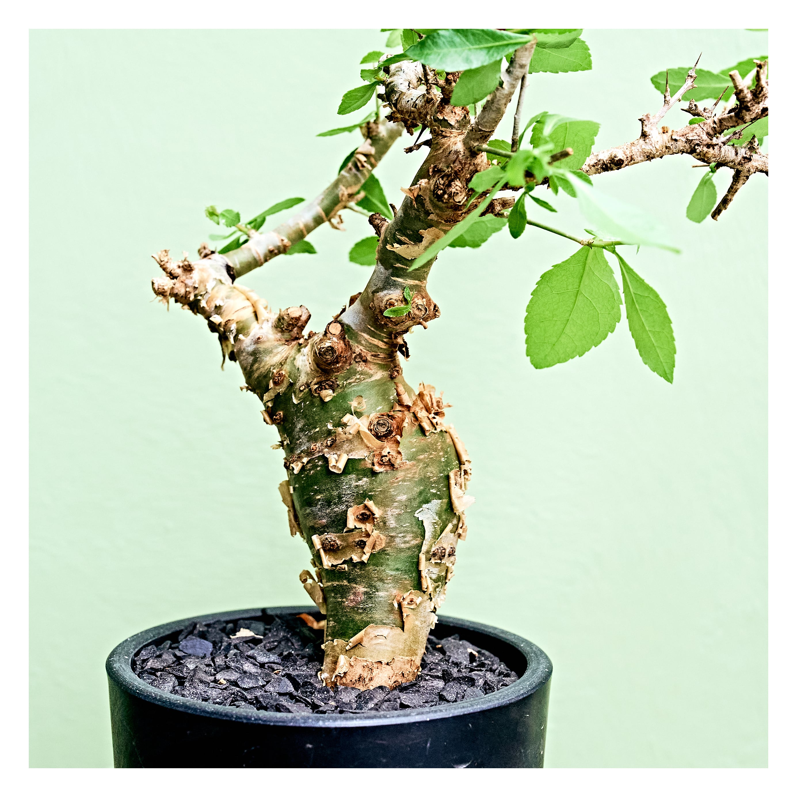 o*r様 オペルクリカリア　パキプス　丸株　検) グラキリス　コミフォラ　扁平 Commiphora virgata 16 コミフォラ ビルガータ オペルクリカリア