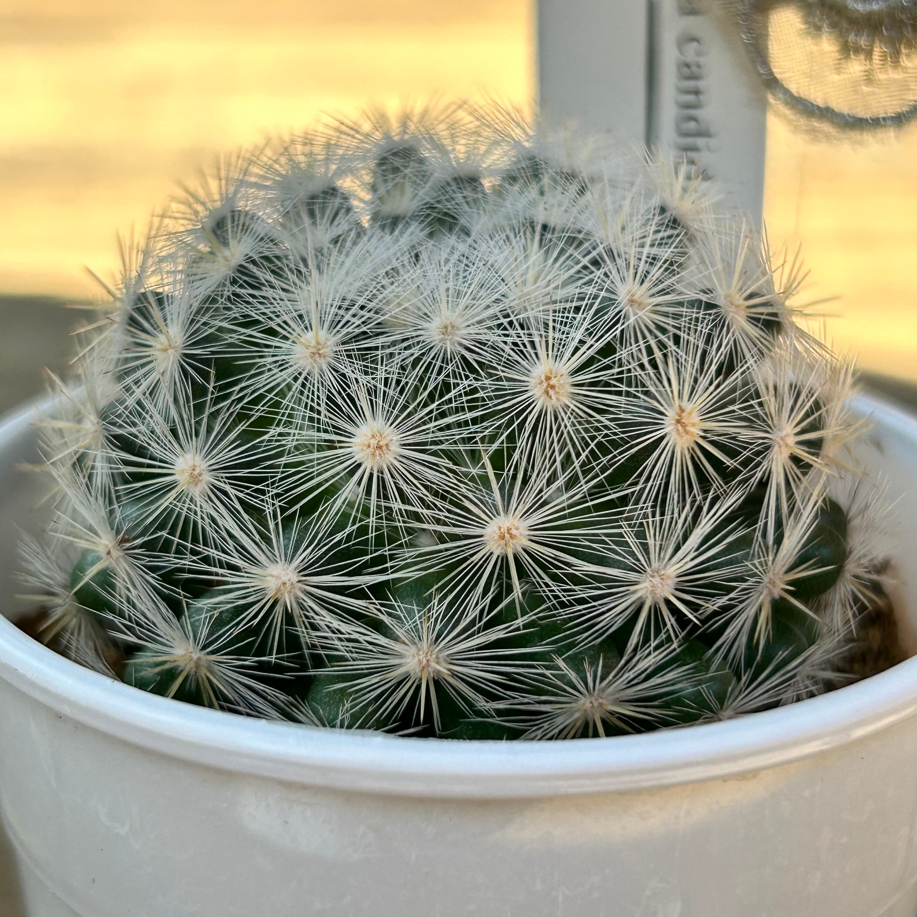 サボテン6個セット　満月 T)満月 サボテン | RuPo 多肉植物専門店