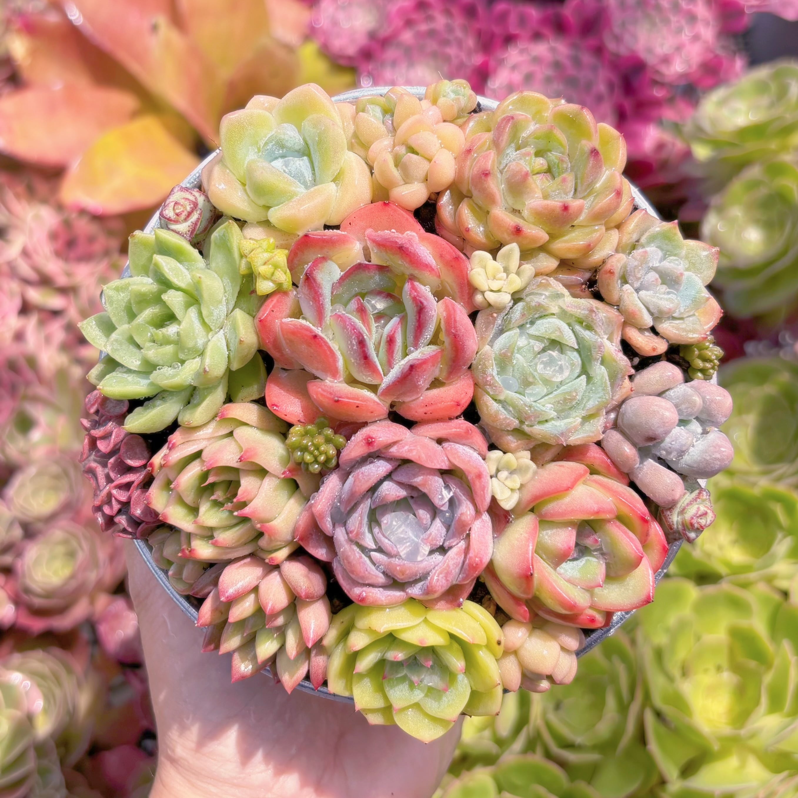現品　寄せ植えセット#C53　るる農園