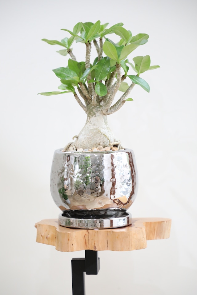 【S】アデニウム アラビカム/Adenium arabicum ※陶器鉢付き
