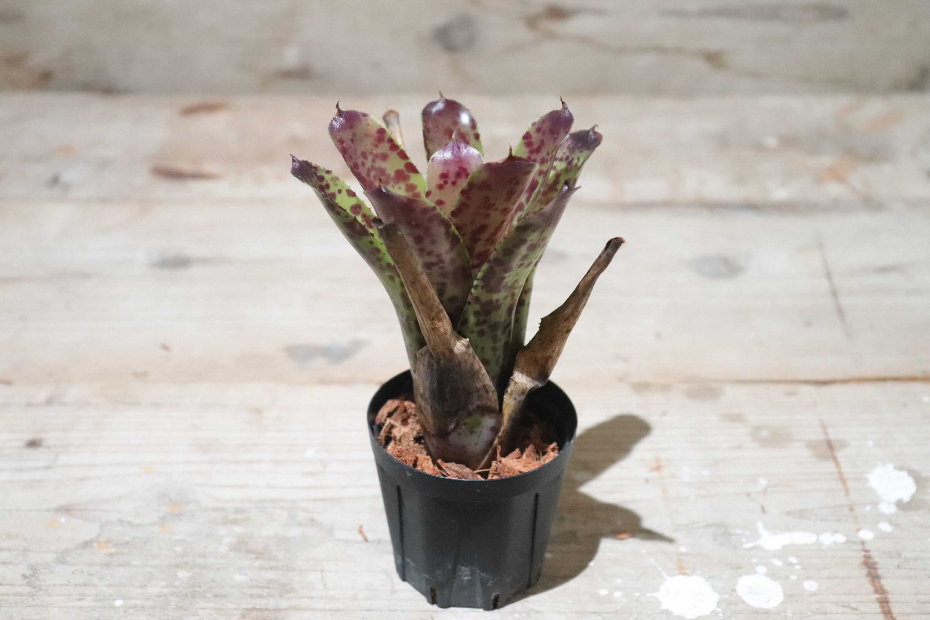 Neoregelia 'Hyena'〔ネオレゲリア〕現品発送N0611 Neoregelia Hybrid 2株セット Neoregelia 'Hyena'〔ネオレゲリア〕現品