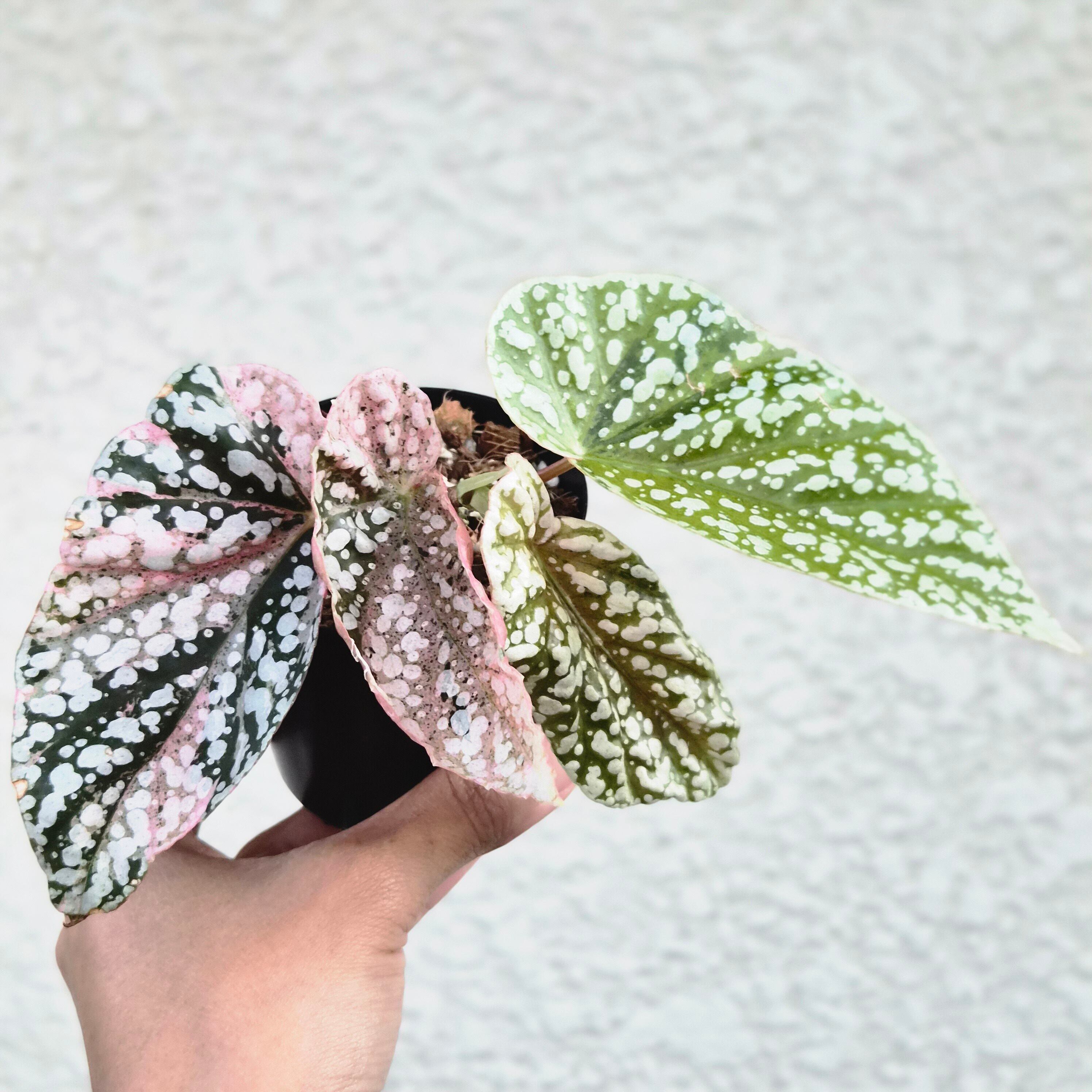 ③《Begonia Snow Capped Pink Variegated》ベゴニア スノーキャップド ピンク斑入り 観葉植物 /ポット発送