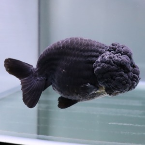 黒らんちゅう 13cm 金魚 熱帯魚専門店 Aquapro H 黒らんちゅう 13cm 金魚 熱帯魚専門店 Aquapro H