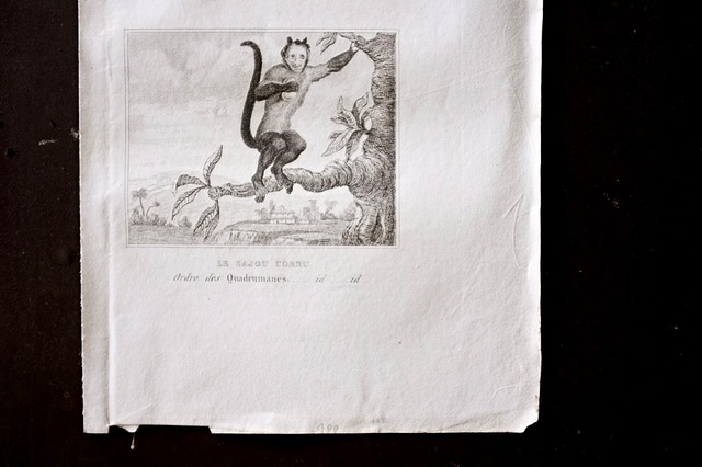 フランス BUFFON 1835s ビュフォン伯爵による動物たちの博物画  フサオマキザル カプチン アンティーク