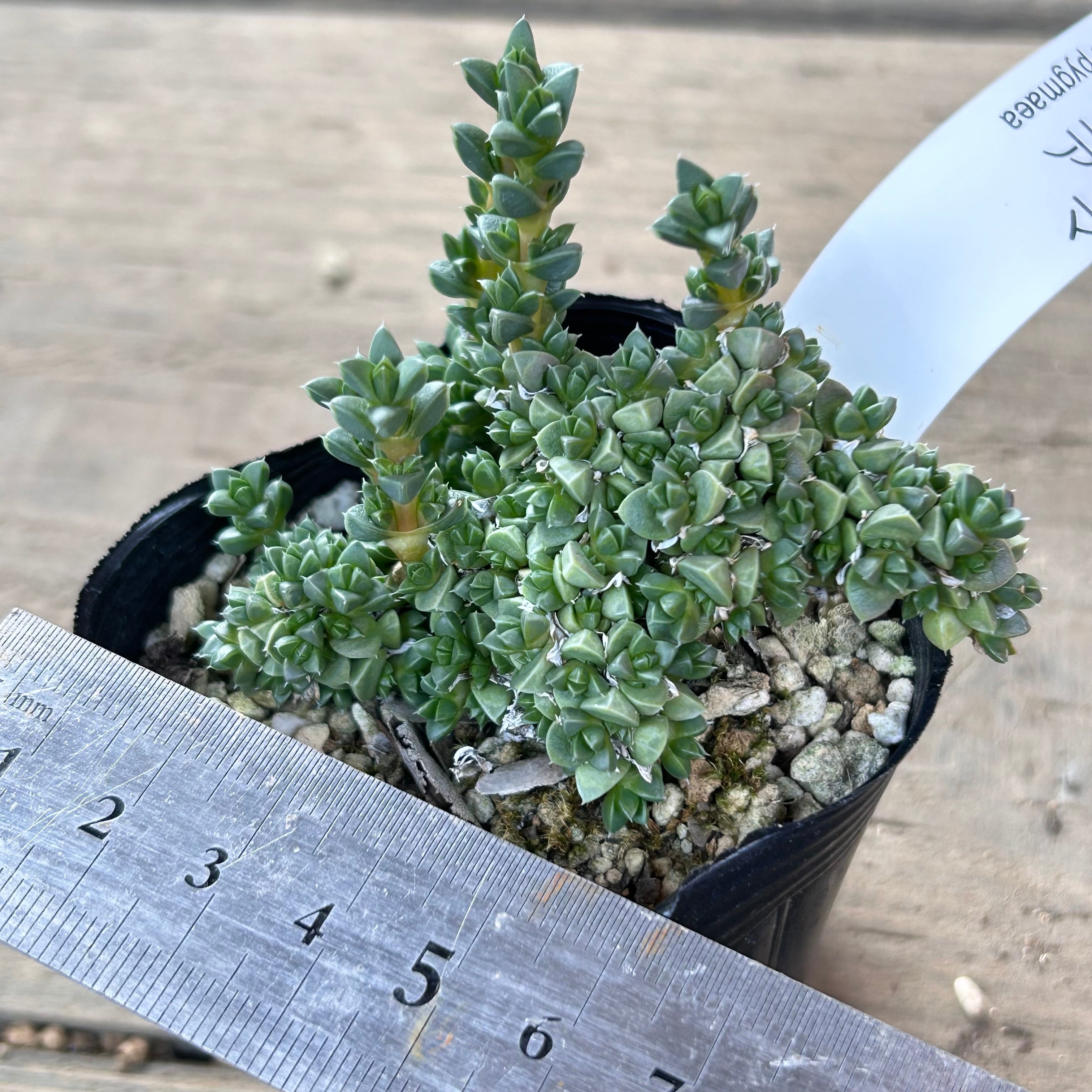 ピグマエア アンティミア | RuPo 多肉植物専門店 ピグマエア アンティミア | RuPo 多肉植物専門店