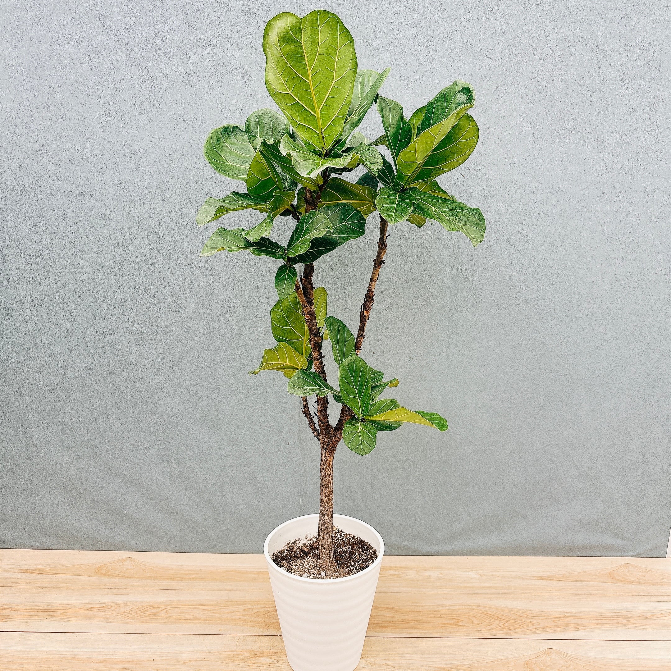現品］19番 フィカス ウンベラータ 曲がり 7号 観葉植物 室内 ゴムの木