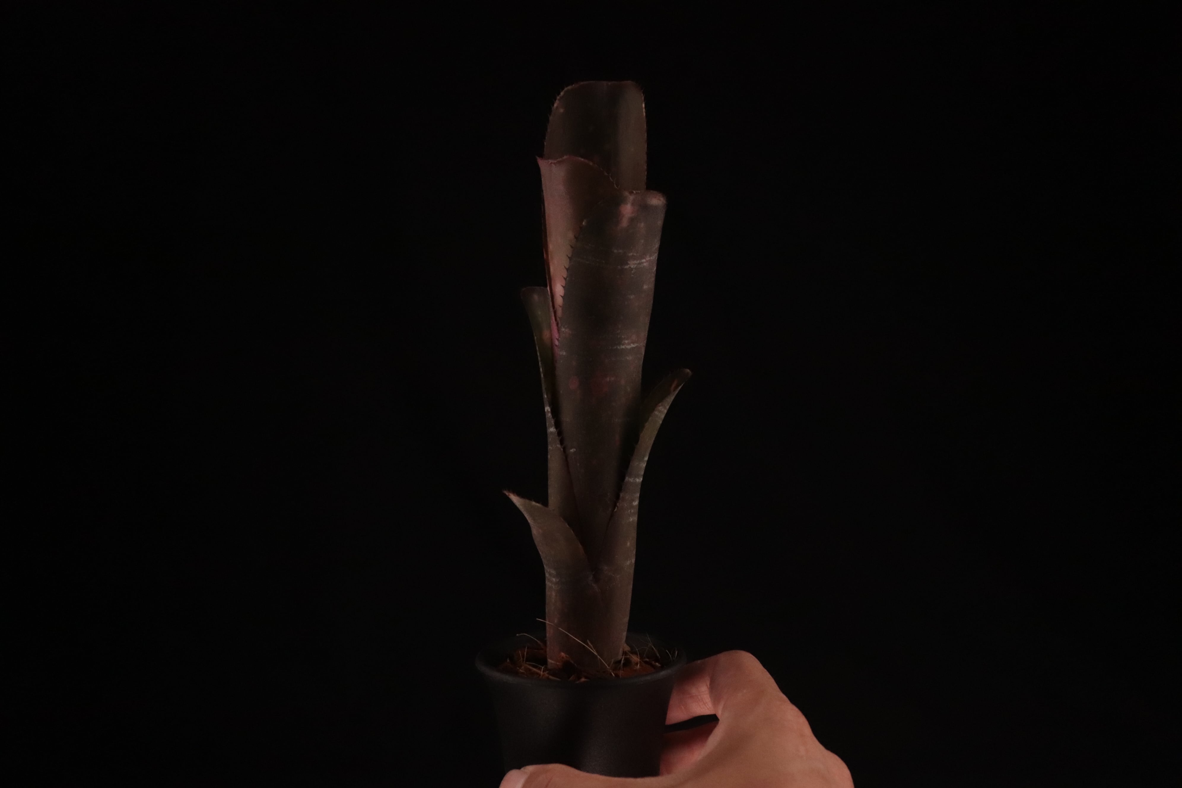 送料無料】Billbergia 'Incendiary delight'〔ビルベルギア〕現品発送