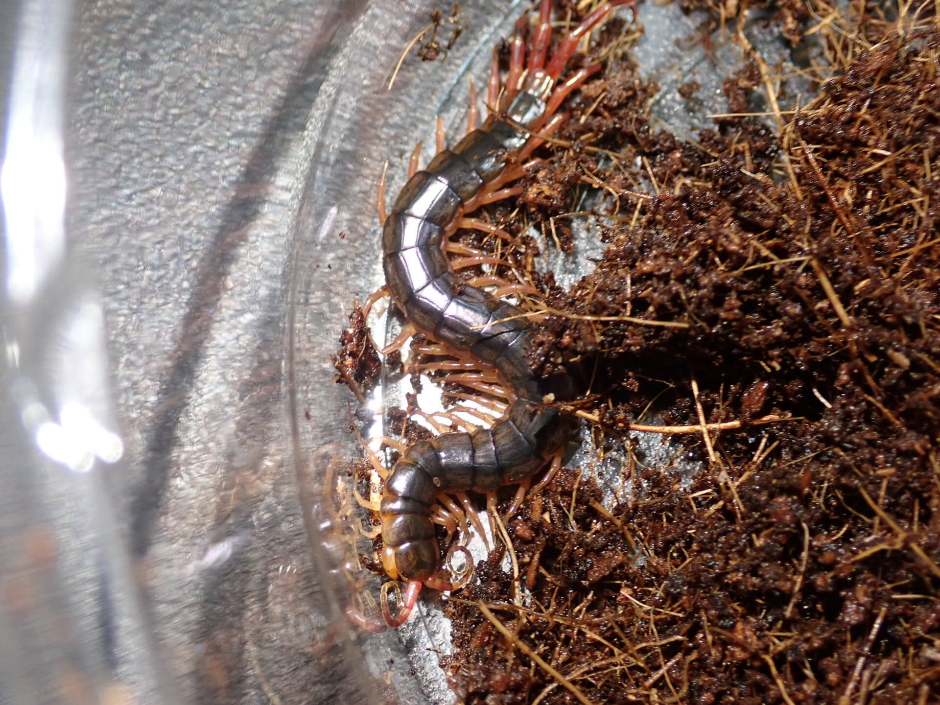 外国産ムカデ(タイ産WD) 30匹セット#奇蟲 #虫 #ムカデ タイ産ツクイムカデ 1匹 ムカデ | Bug Bug bugs 【奇蟲専門店】
