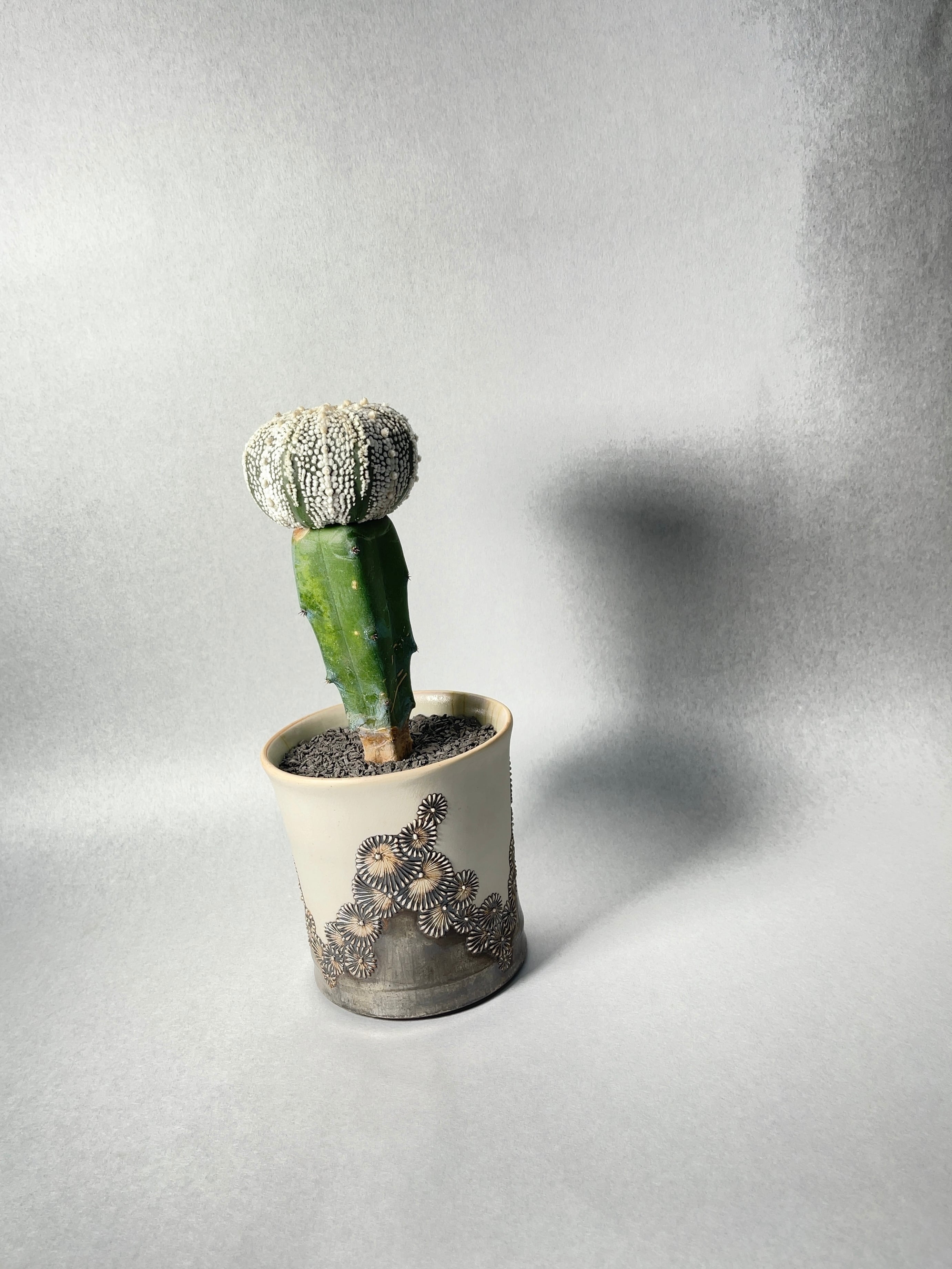 サボテン　多肉植物　アストロフィツム　ミラクル兜-2【7稜】