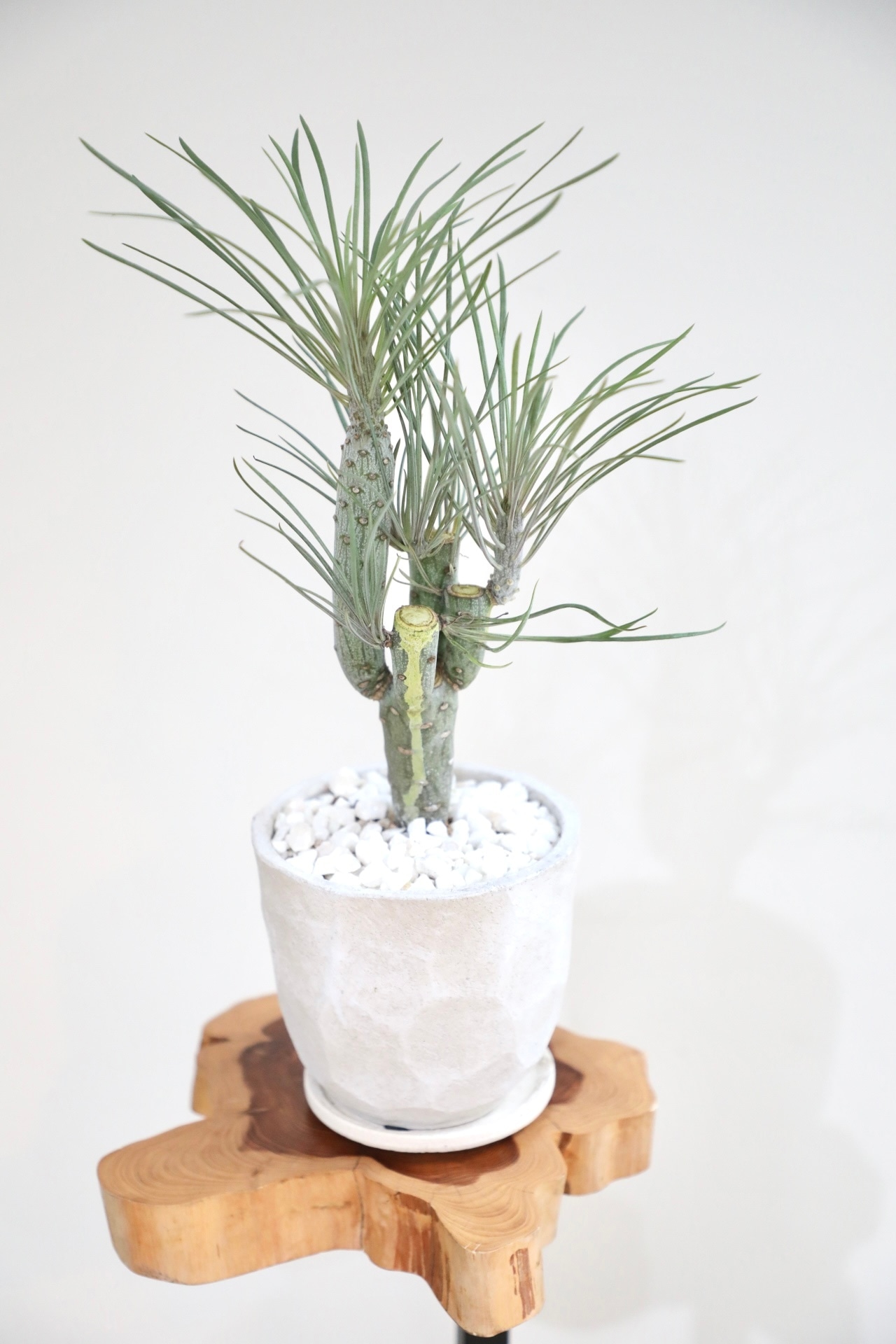 【S】セネシオ クレイニア ネリイフォリア/Senecio kleinia