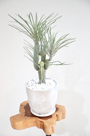 【S】セネシオ クレイニア ネリイフォリア/Senecio kleinia