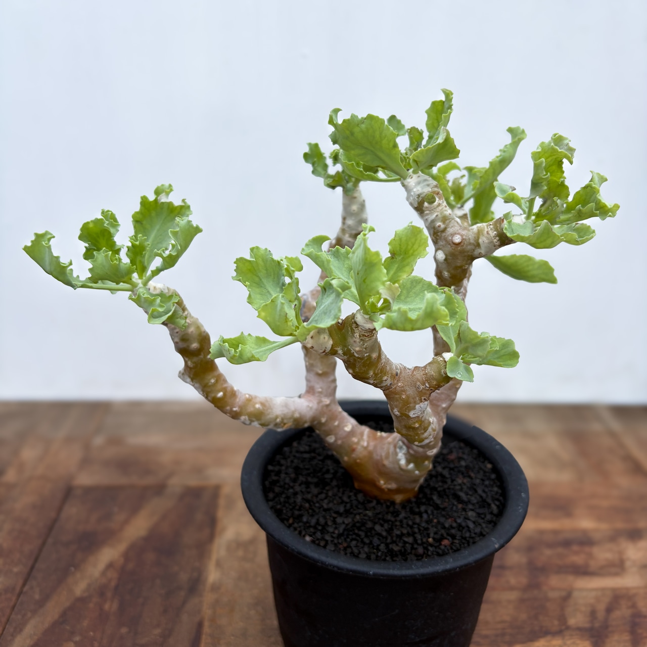 Othonna cremnophila【オトンナ・クレムノフィラ】