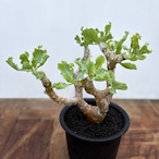 Othonna cremnophila【オトンナ・クレムノフィラ】