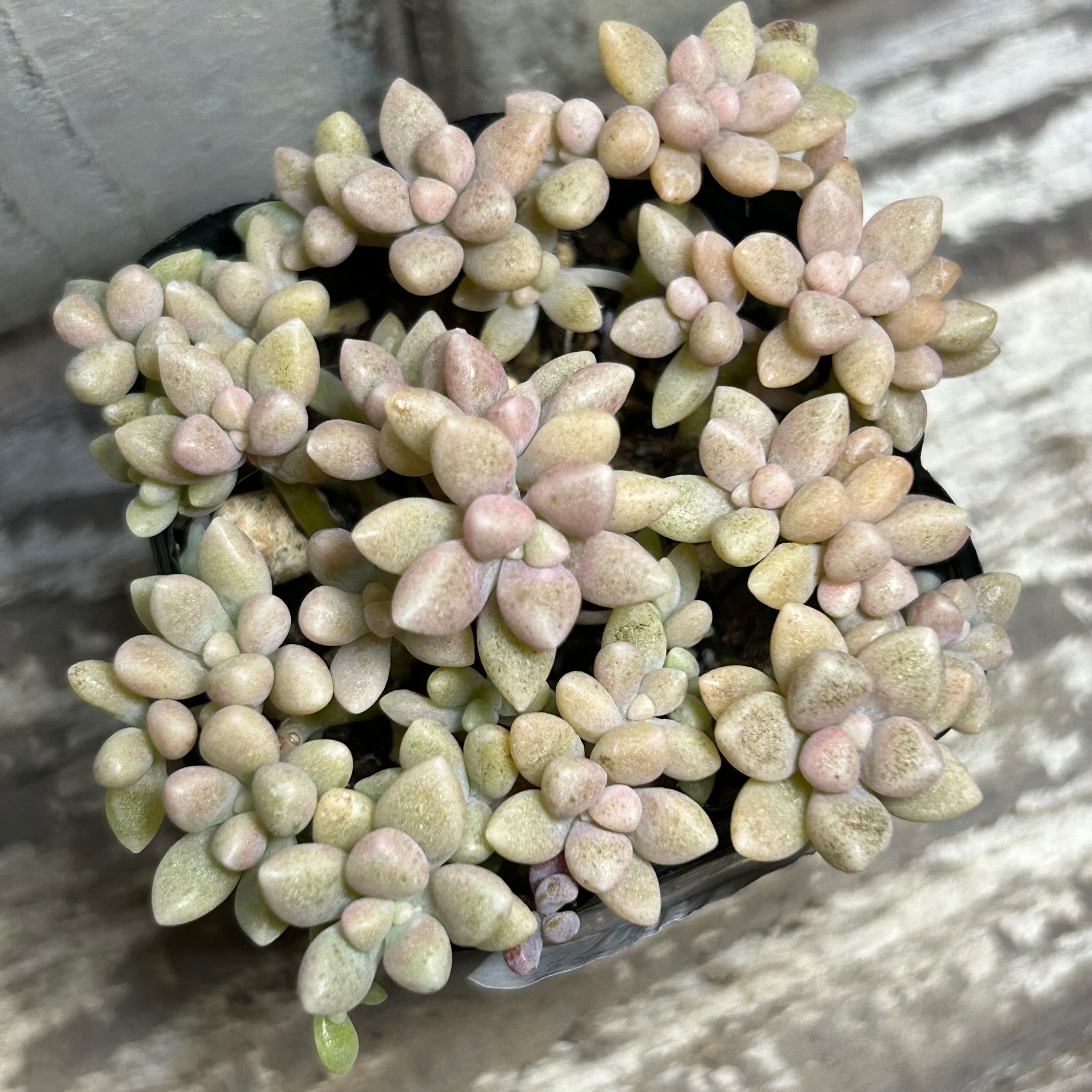 ☆ご確認用☆ 姫秋麗　姫秀麗 ☆ご確認用☆ 姫秋麗 姫秀麗 姫秀麗(姫秋麗) |