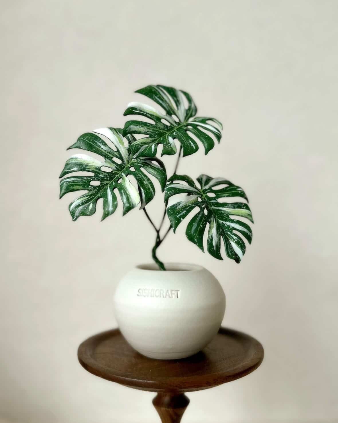 Monstera deliciosa Form 6｜BKK 最優秀賞株と同系統 Monstera Form 6 – GrowJungle