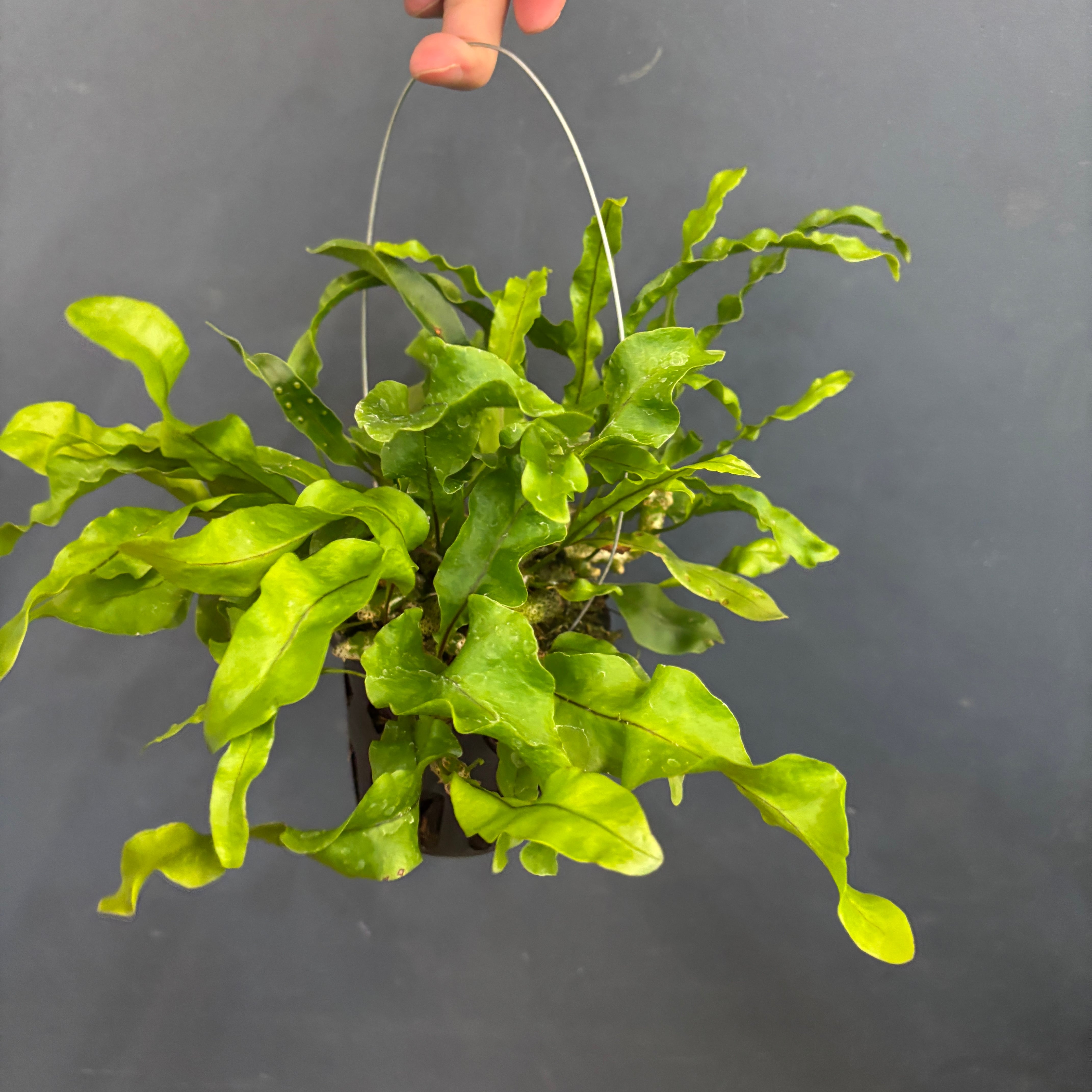 まさまる　アリ植物 まさまる アリ植物 RANMARU (@sakakkykazu) / X