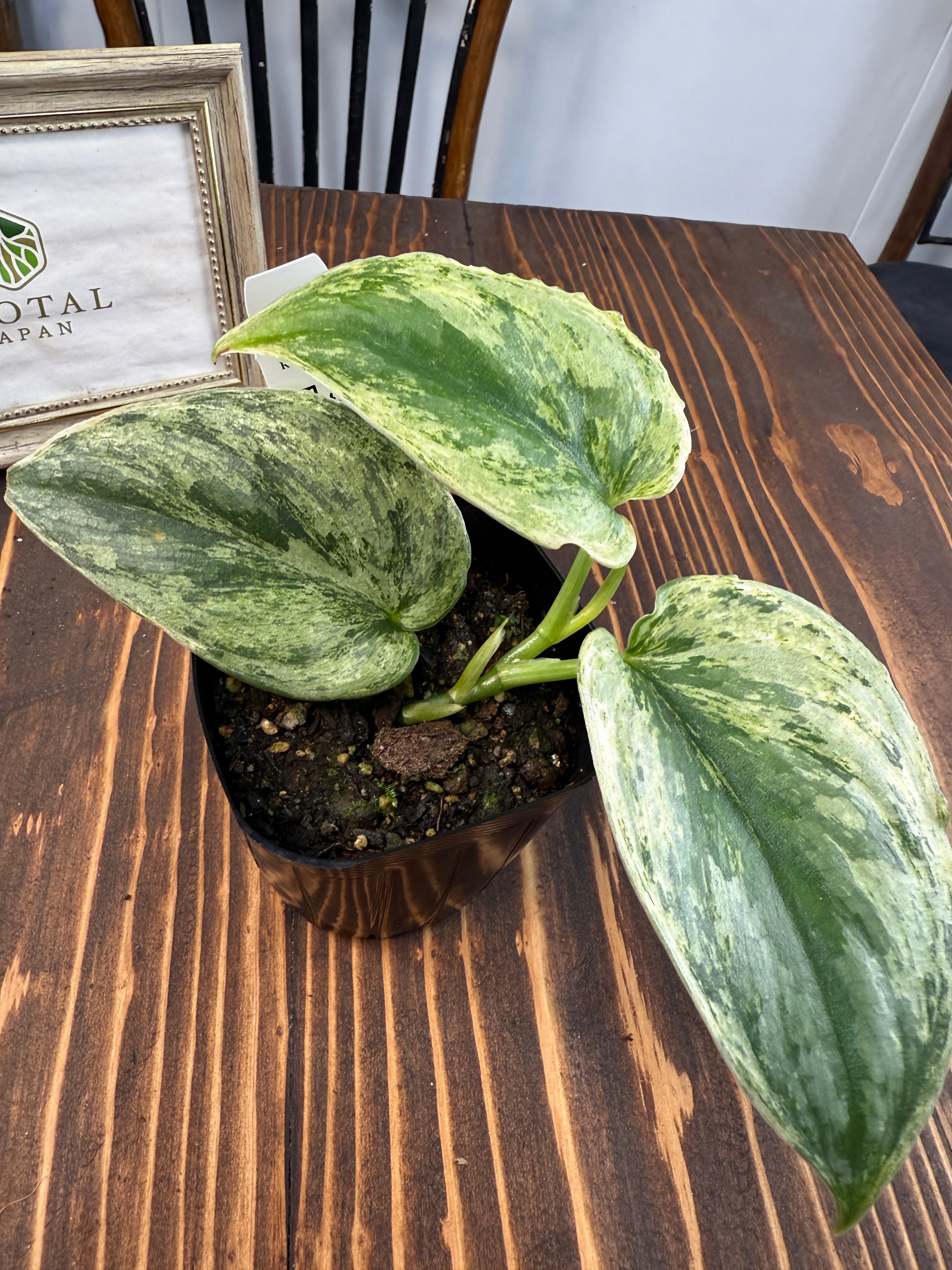 ☆1936【輝くホログラム】スキンダプサス エキゾチカ ホログラム(3.5号