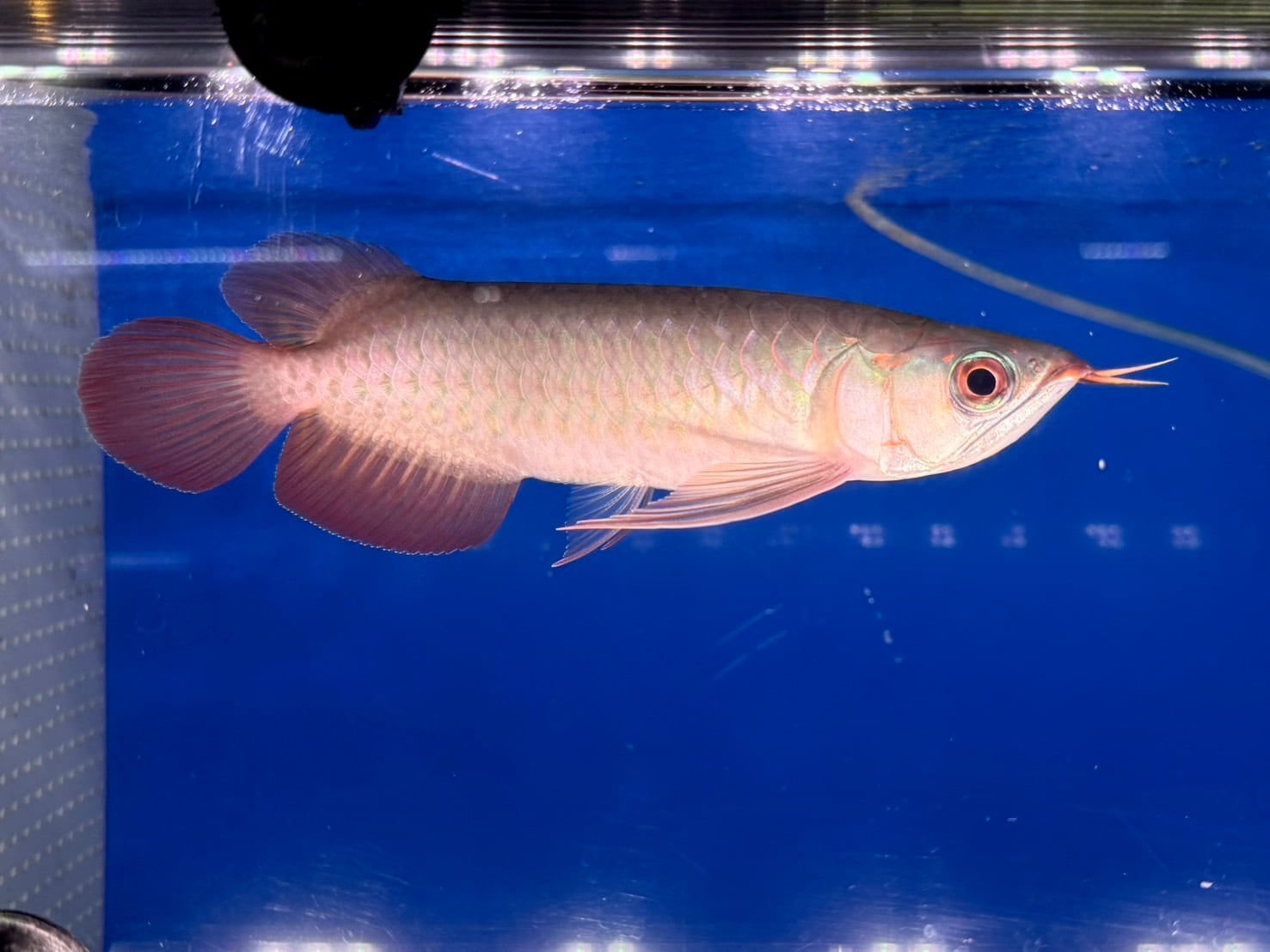 アロワナ | アクアショップ ビリーケン オンラインストア