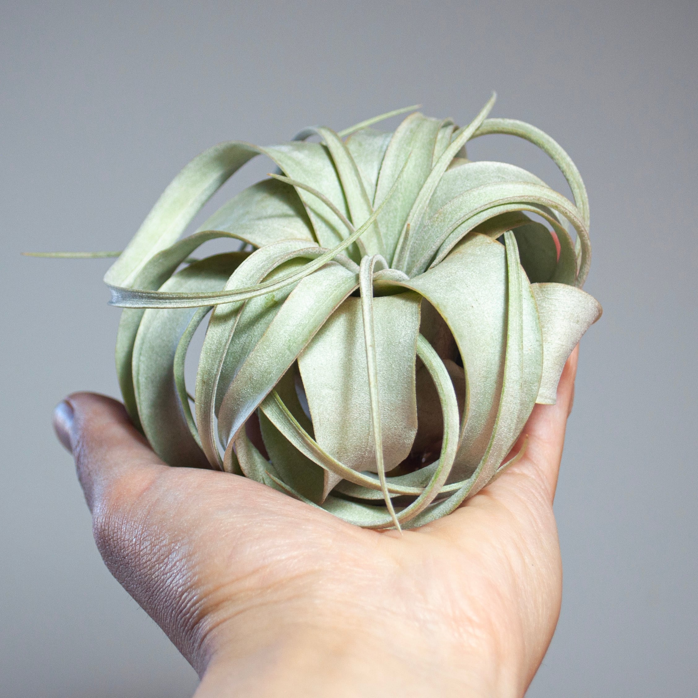 お試しサイズ】キセログラフィカ | カエルが暮らす森