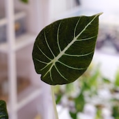 【斑入り】アロカシア ブラックベルベット⑦ / Alocasia reginula 'Variegated'│観葉植物