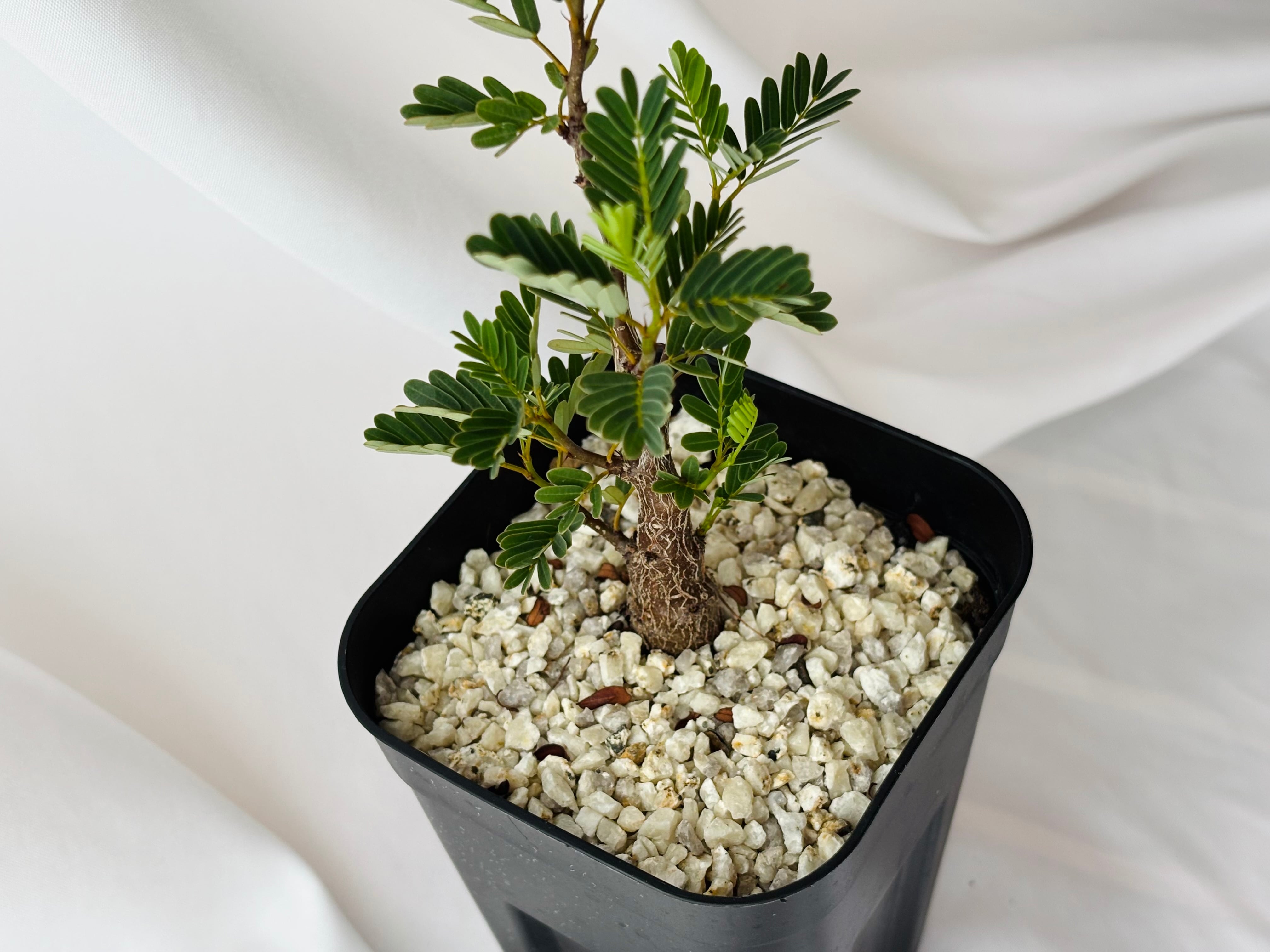 Senna meridionalis センナ メリディオナリス 塊根植物 多肉植物