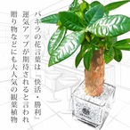 Gravel Plants パキラ大理石の砂利スクエアガラス