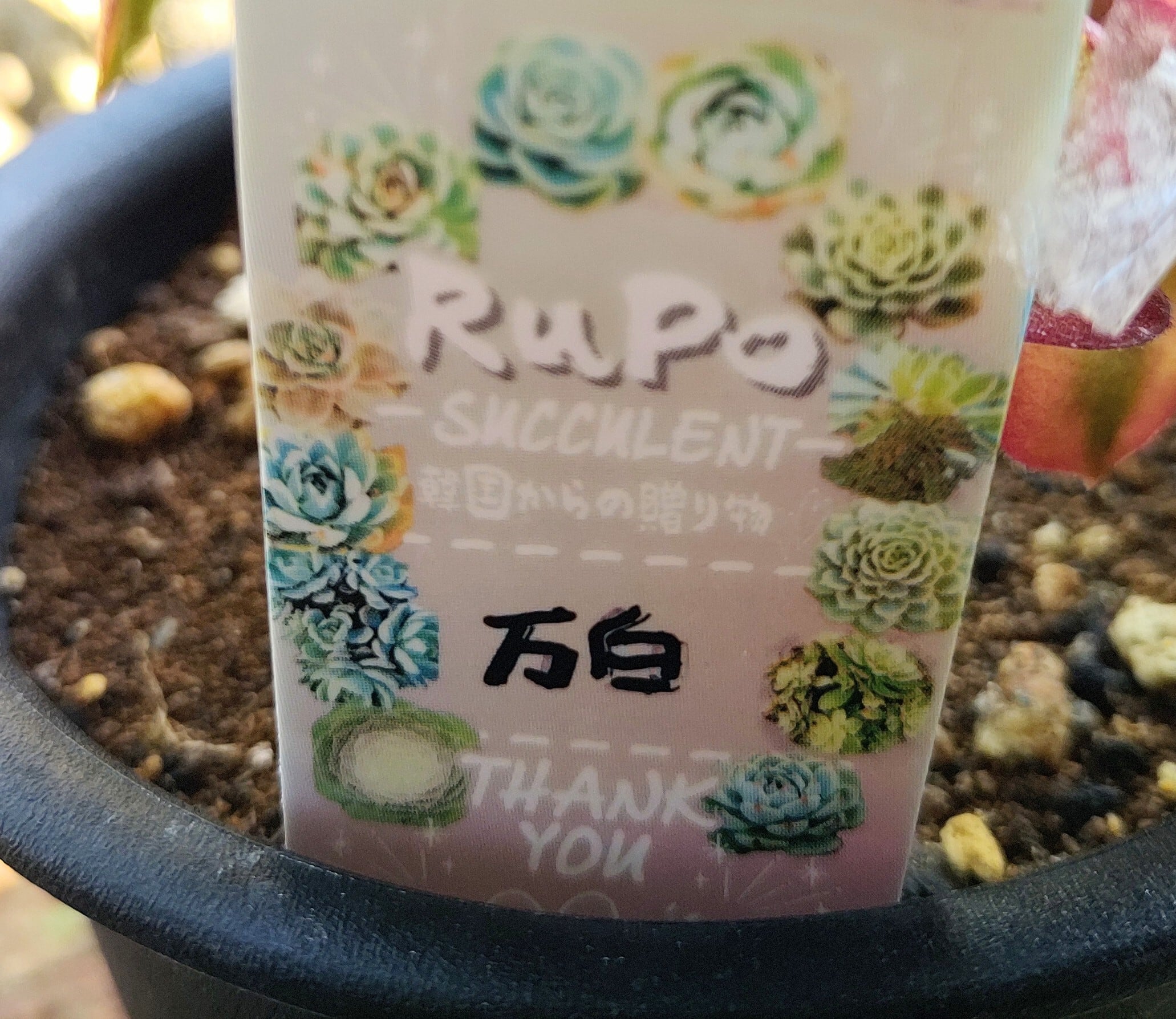 H)万白(アエオニウム) | RuPo 多肉植物専門店