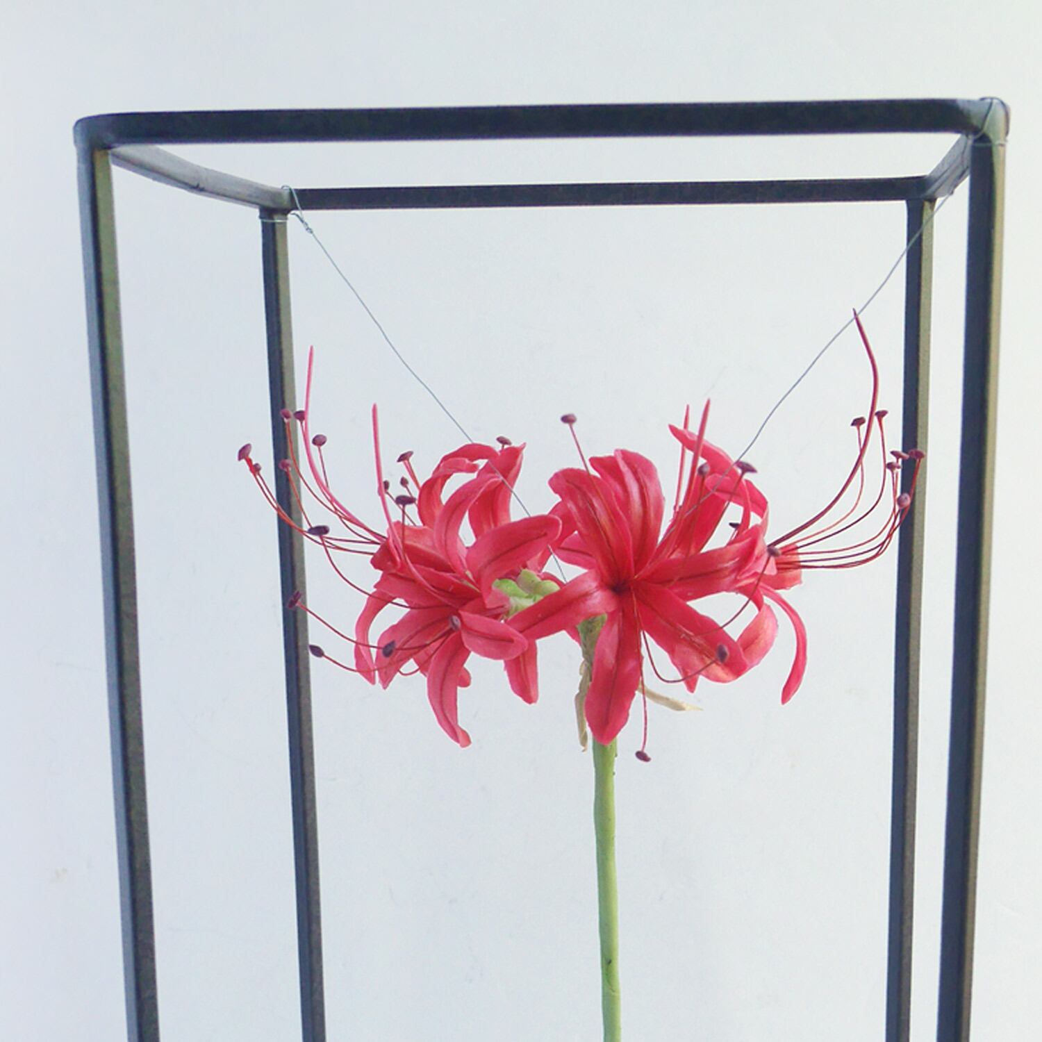ワイヤーフレーム / 彼岸花 (Wire frame art Red spider lily) | 盆