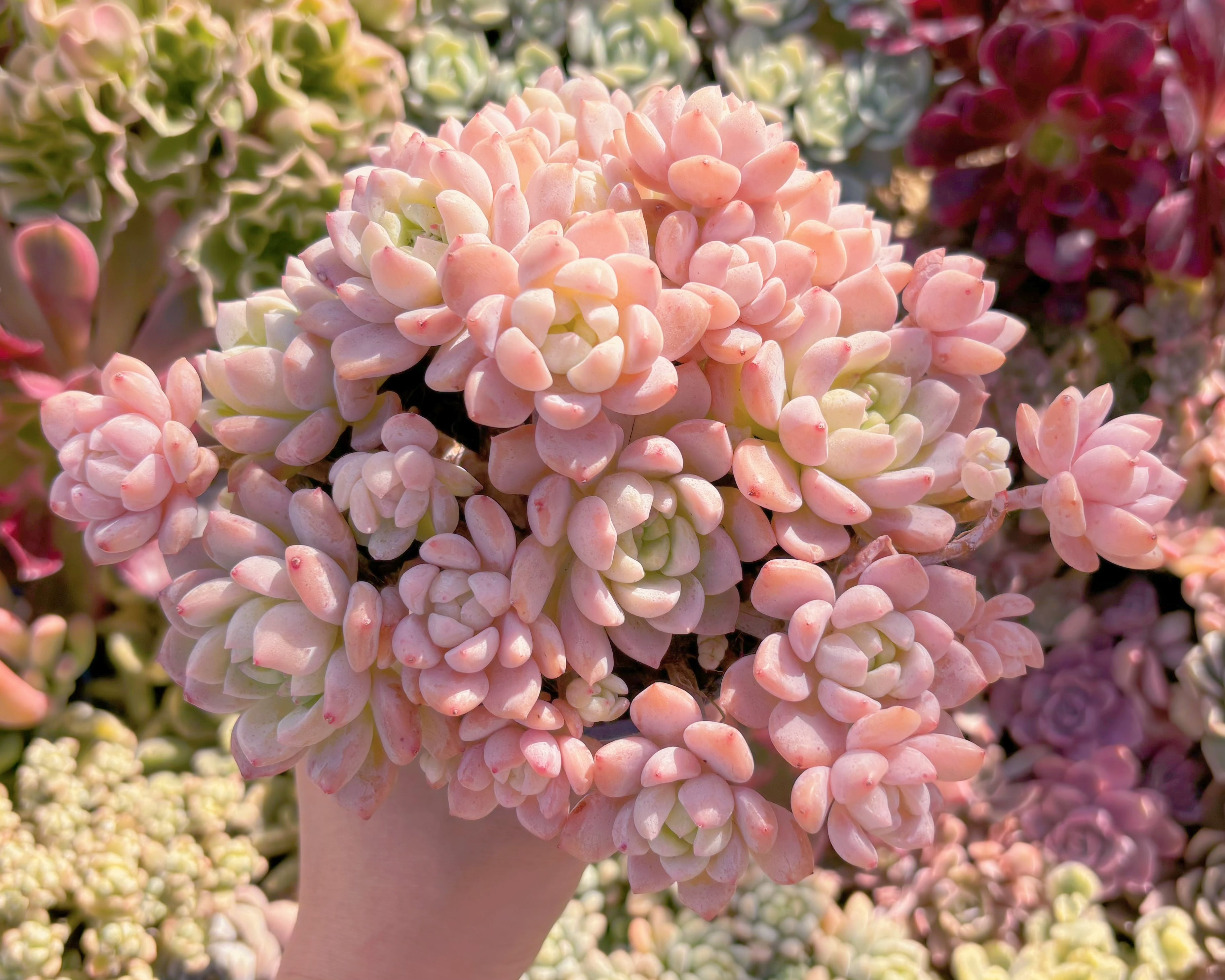 現品　プロリフェラxラウル#706   特大群生　るる農園