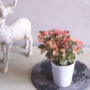 アルテルナンテラ ファニードレス｜新色＊寄せ植えを華やかにするカラーリーフ