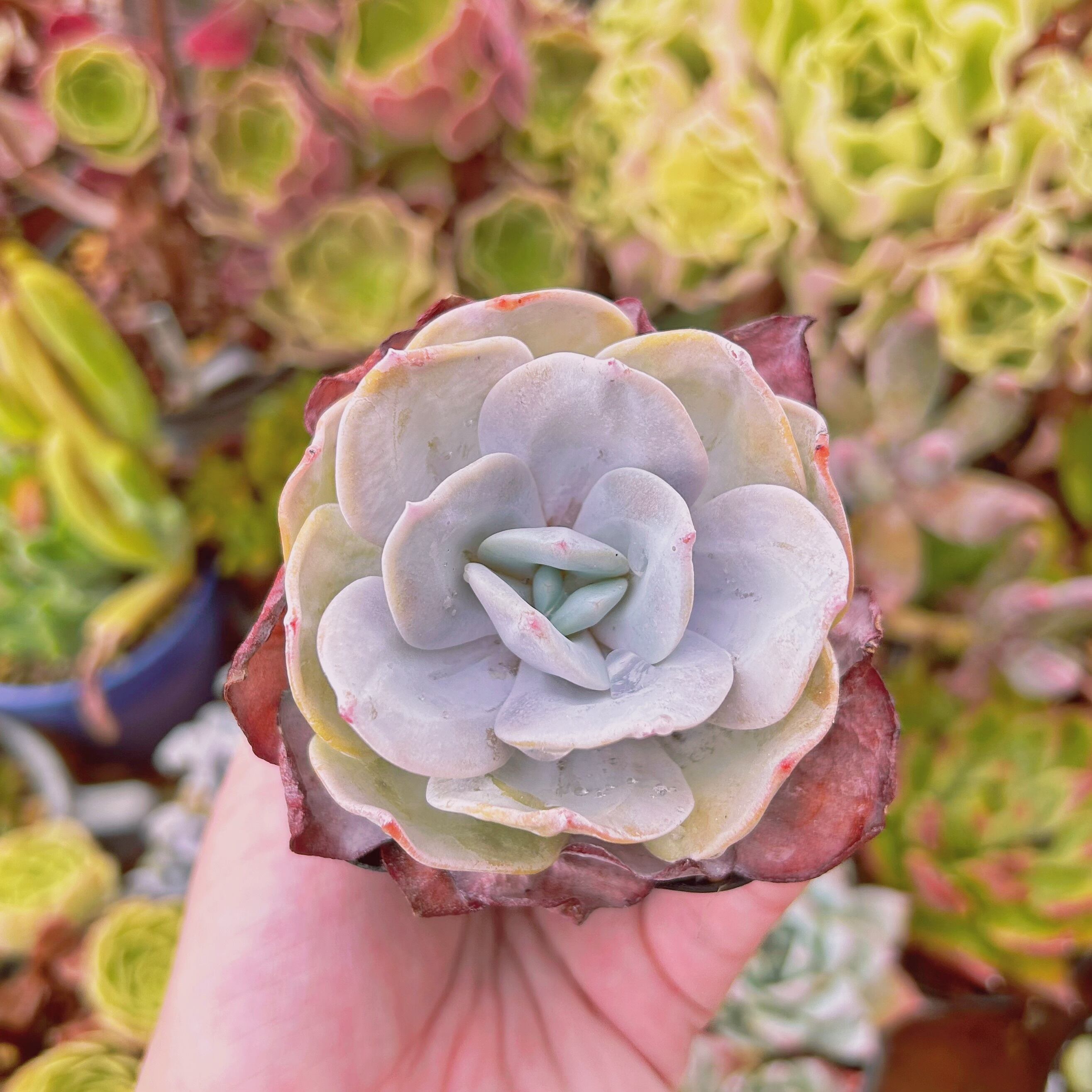 現物　多肉植物　暮雪　抜き苗