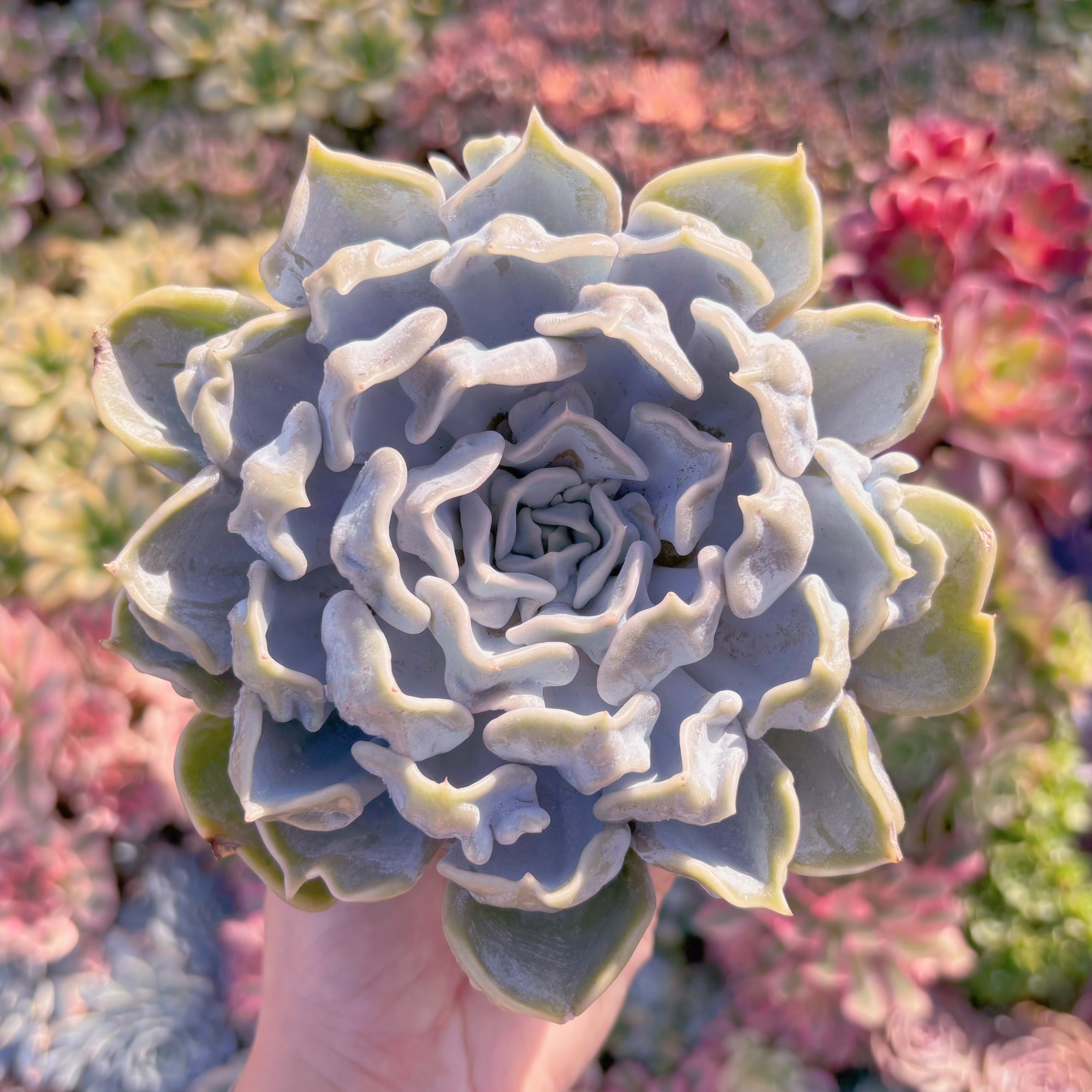 多肉植物　スリラーパール　大苗　新入荷　るる農園