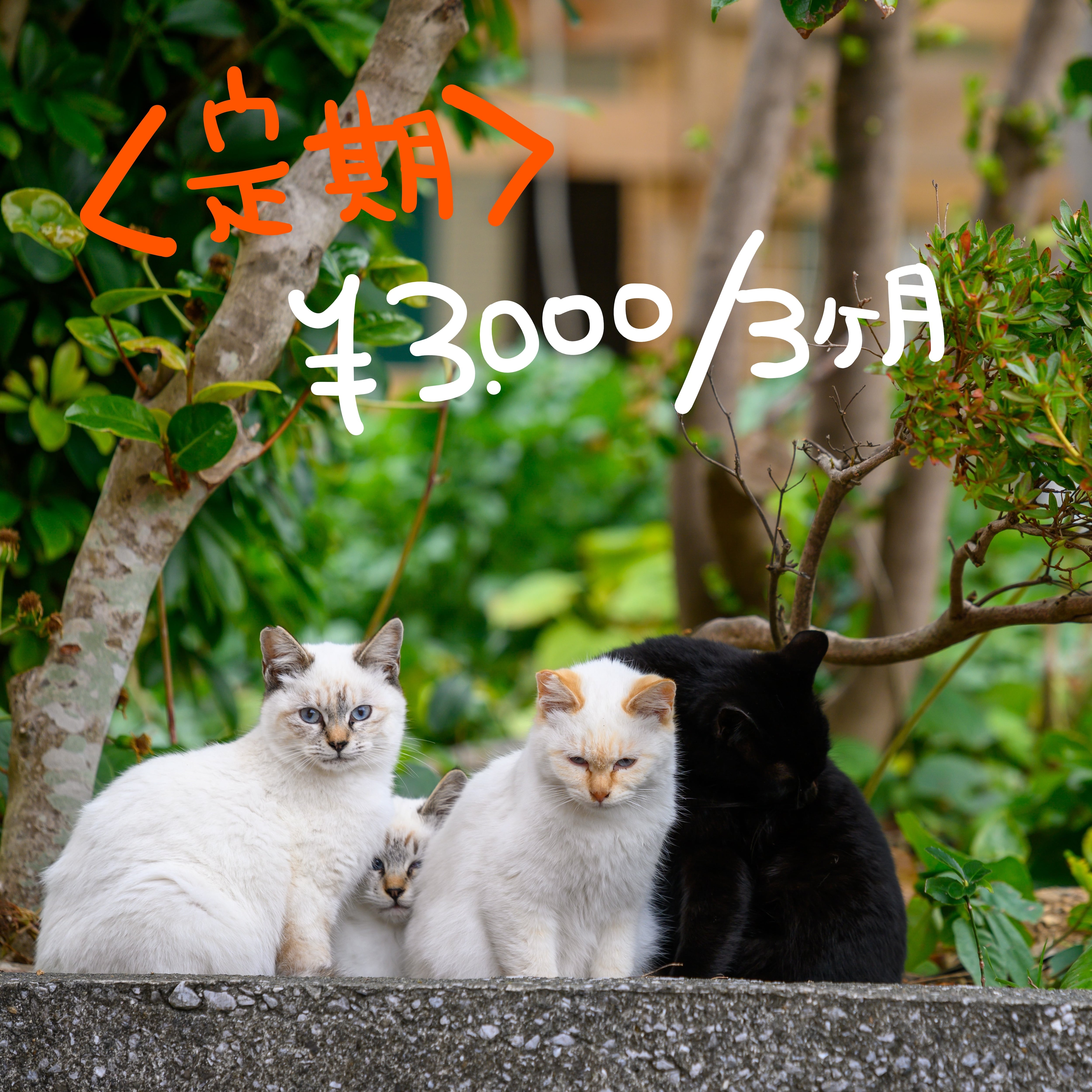 定期】深島の猫たち及び活動費の寄付 | deepblue55