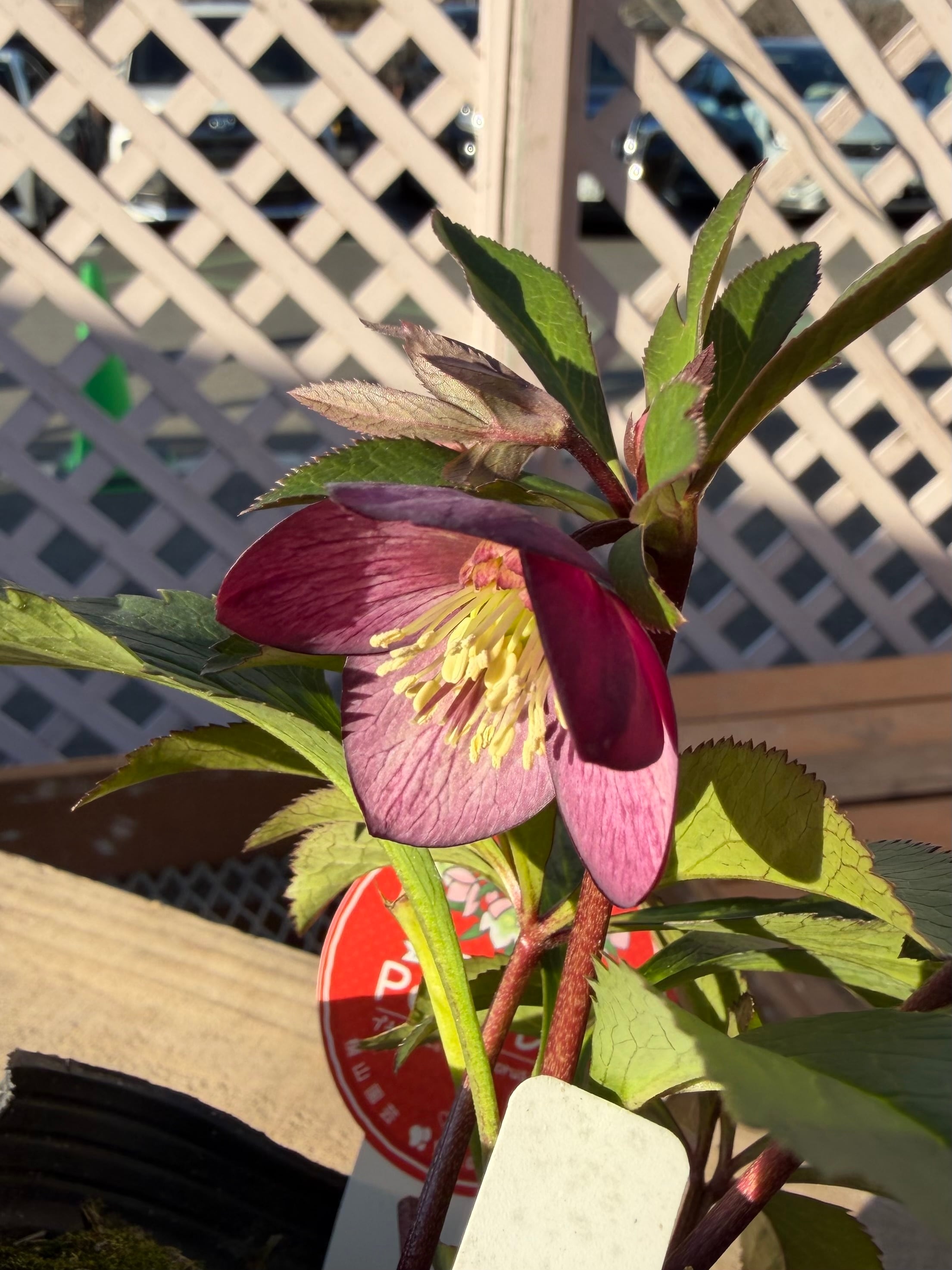 プチドールグレープカラー 横山園芸 クリスマスローズ【Yo07】送料無料