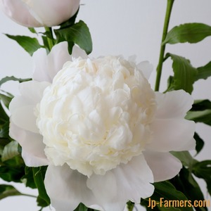 豪華な白～淡い桃色の八重咲き　ＪＡ中野市農協　芍薬　三礼加（みらいか）　5本　